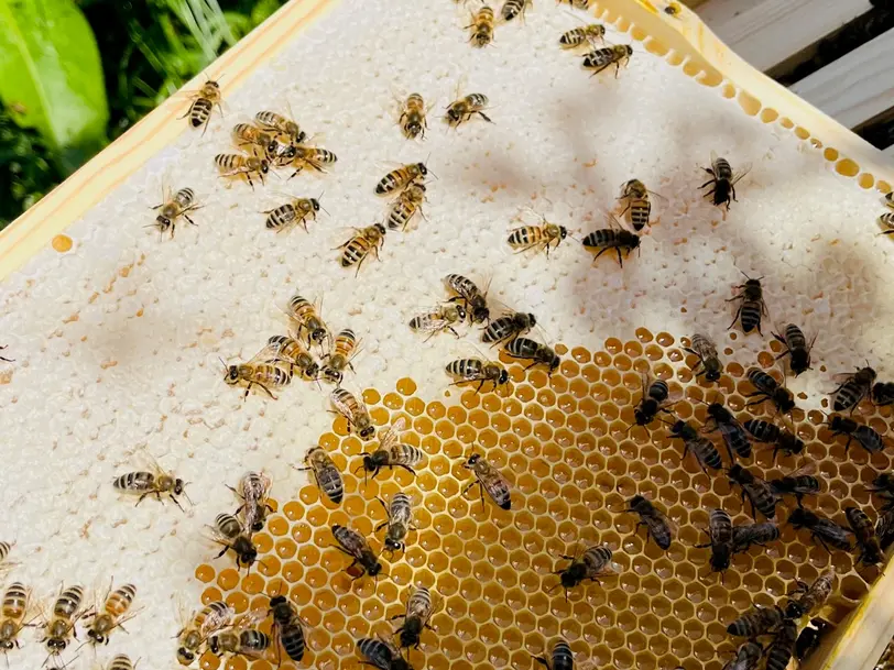 Imkerei Bienenkönig Niederrhein in Bedburg-Hau